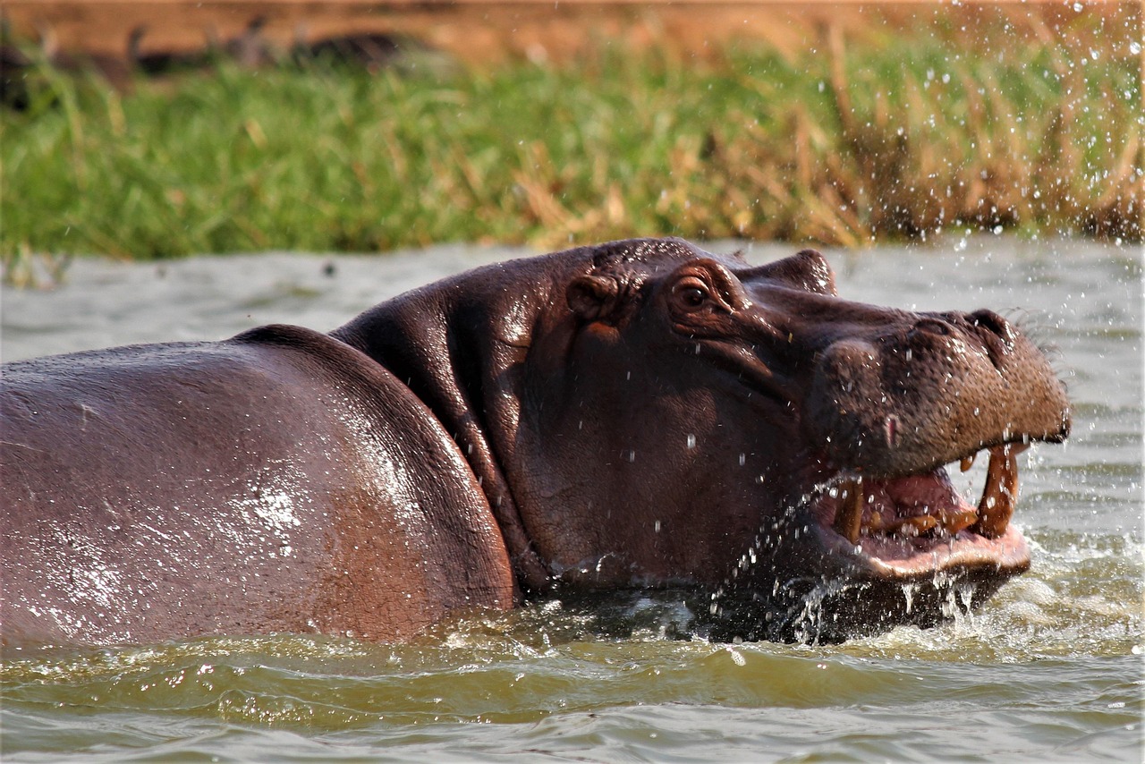 Uganda Simakade Hippo