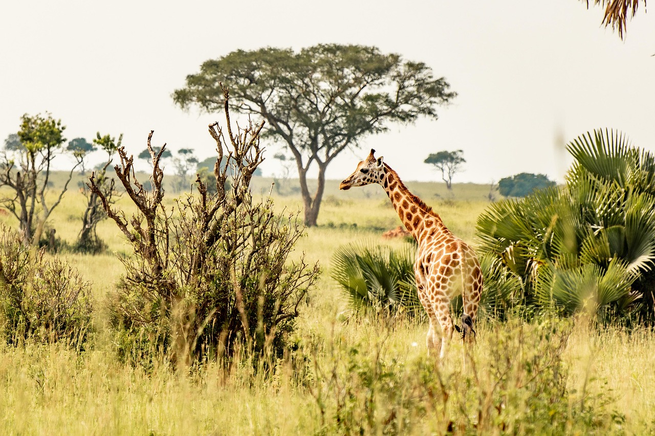 Uganda Simakade Giraffe