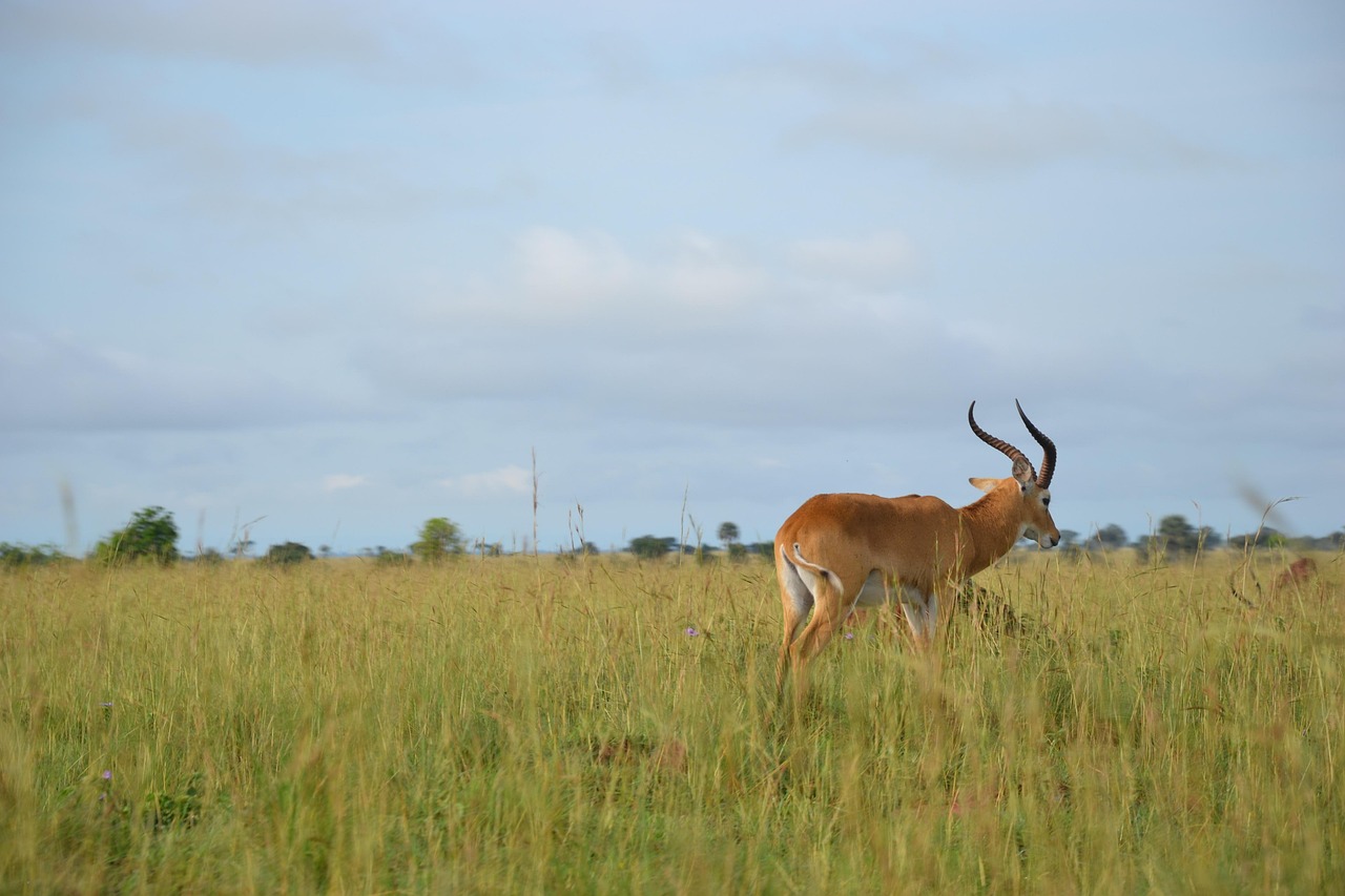 Uganda Simakade Antelope