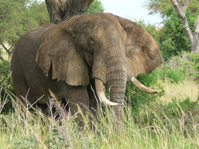 Uganda Simakade Elephant