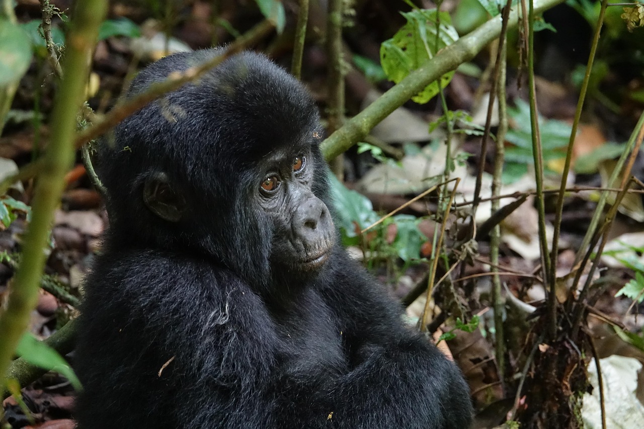 Uganda Simakade Gorilla Baby
