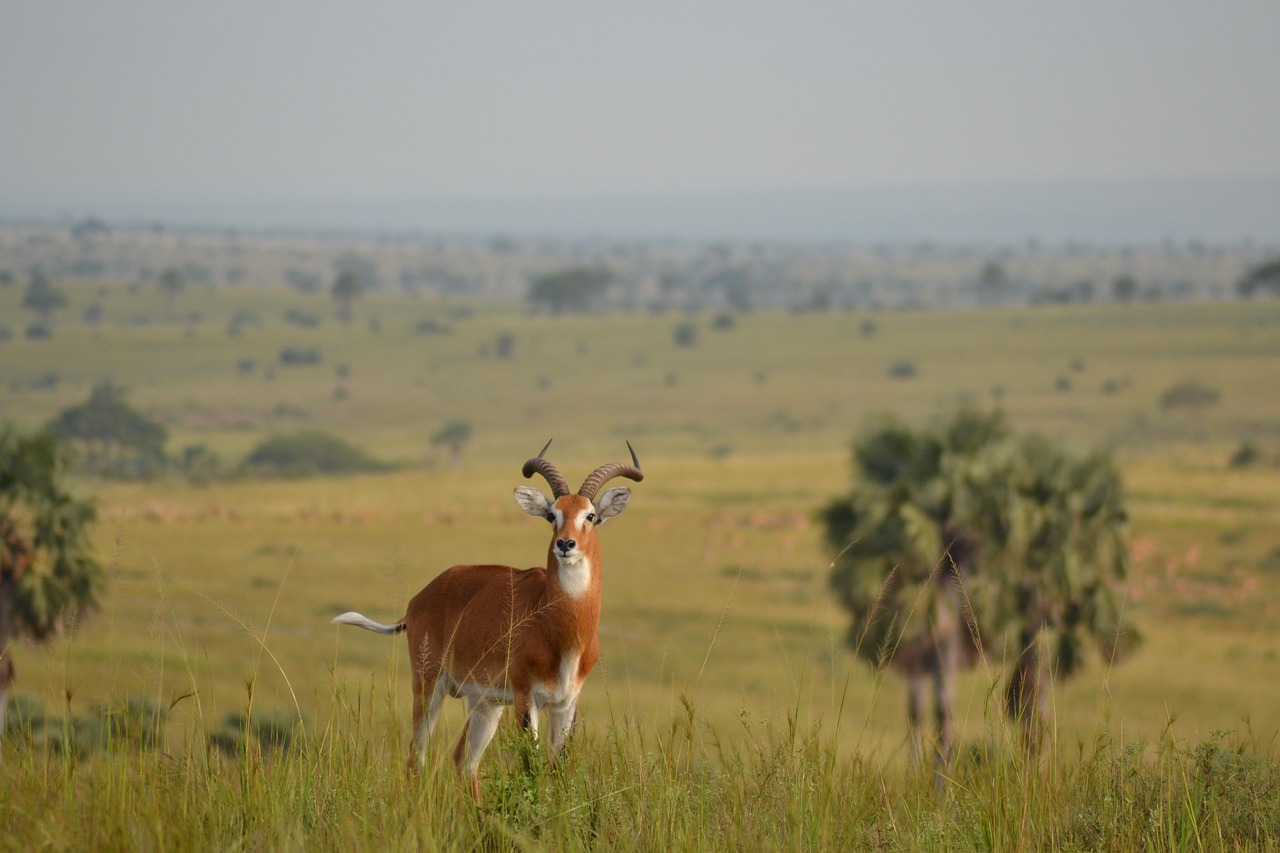 Uganda Simakade Antelope Uganda