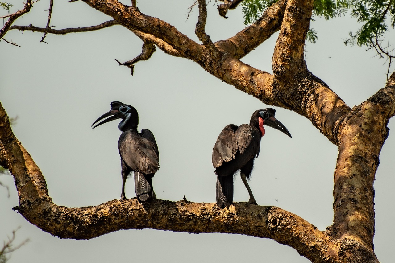 Uganda Simakade Bird