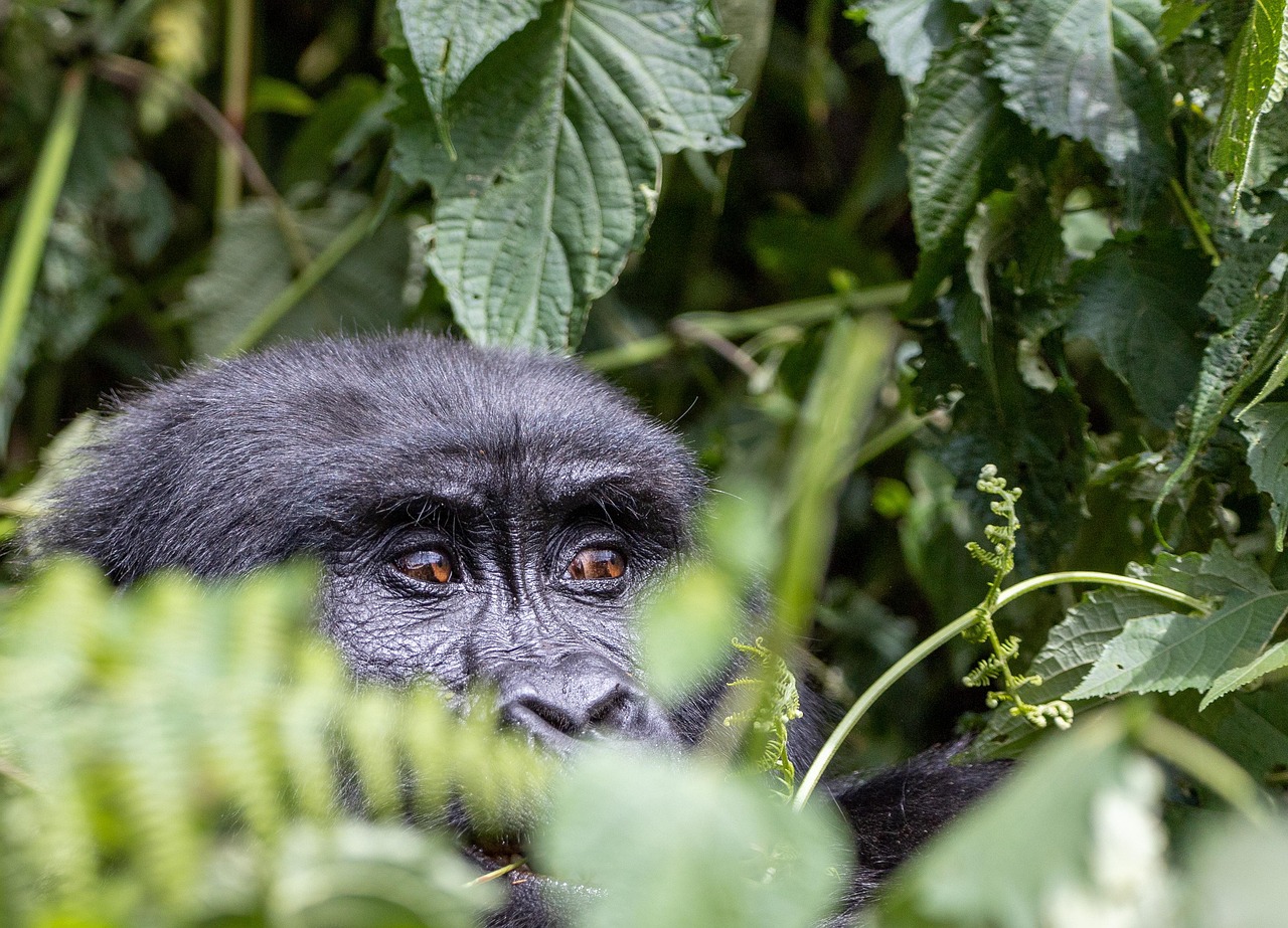 Uganda Simakade Gorilla Eyes