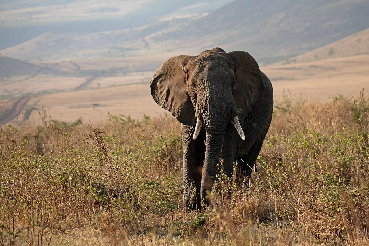 Tanzania Elephant Simakade