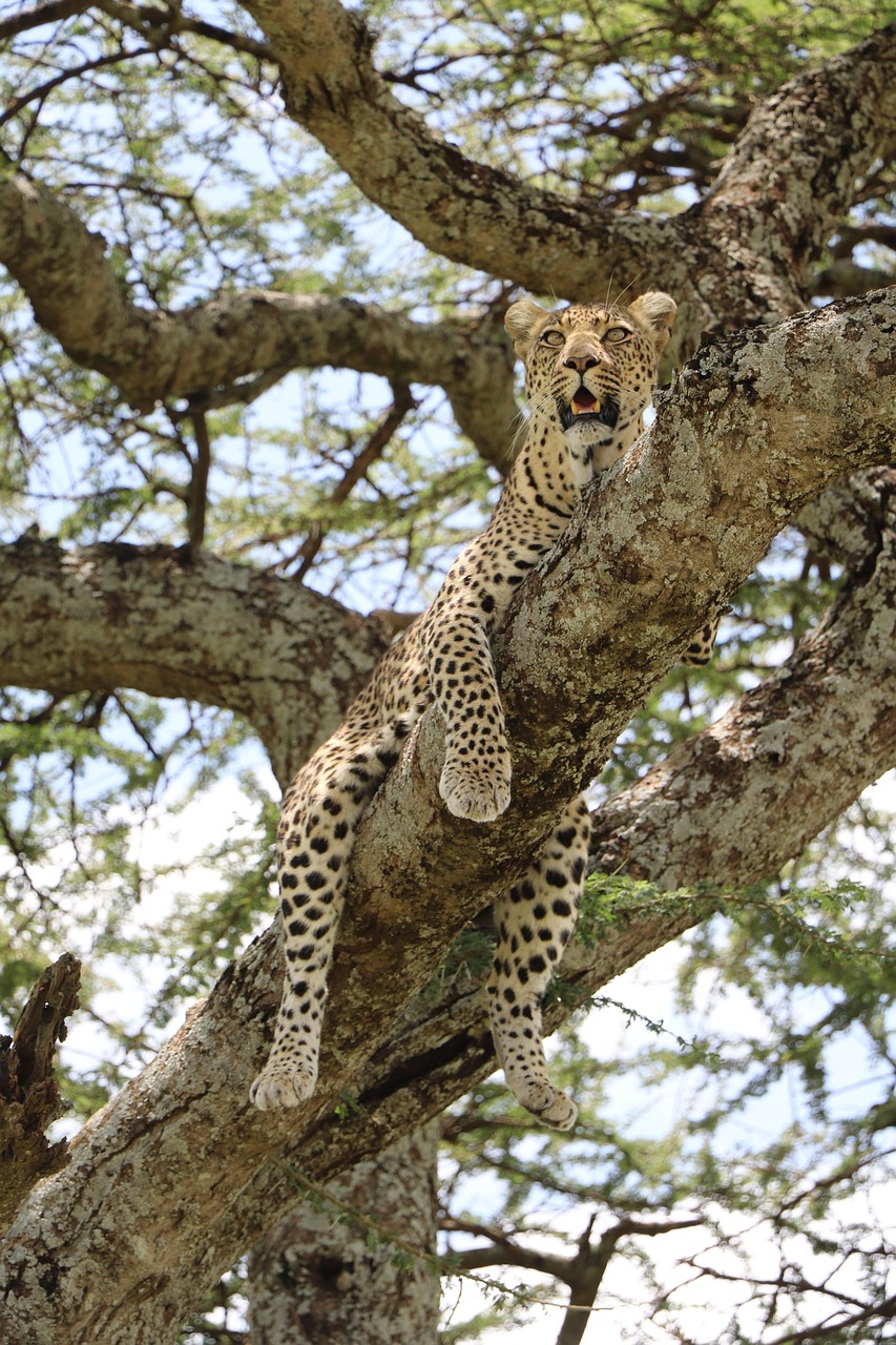 Tanzania Leopard Simakade