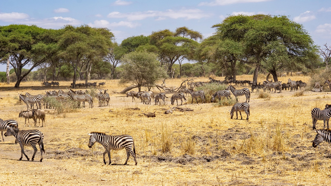Tanzania Zebra Simakade