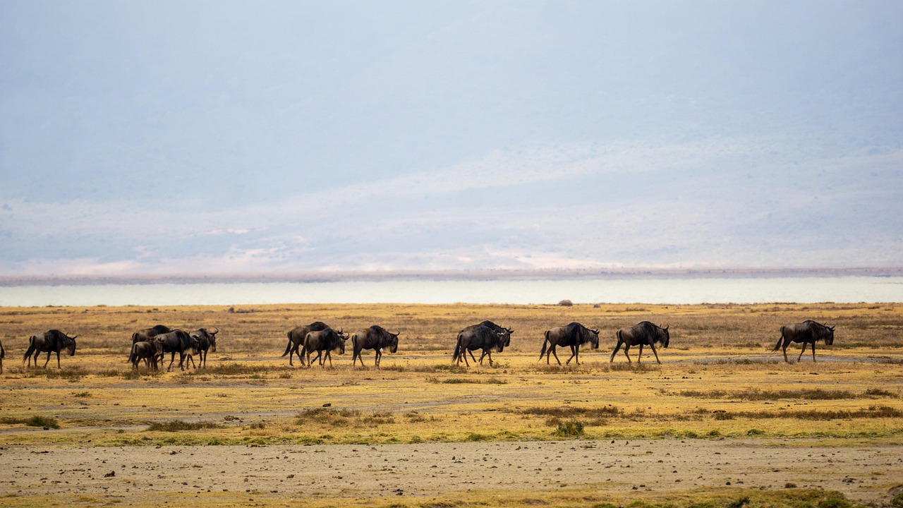 Tanzania Ngorongoro Crater Simakade