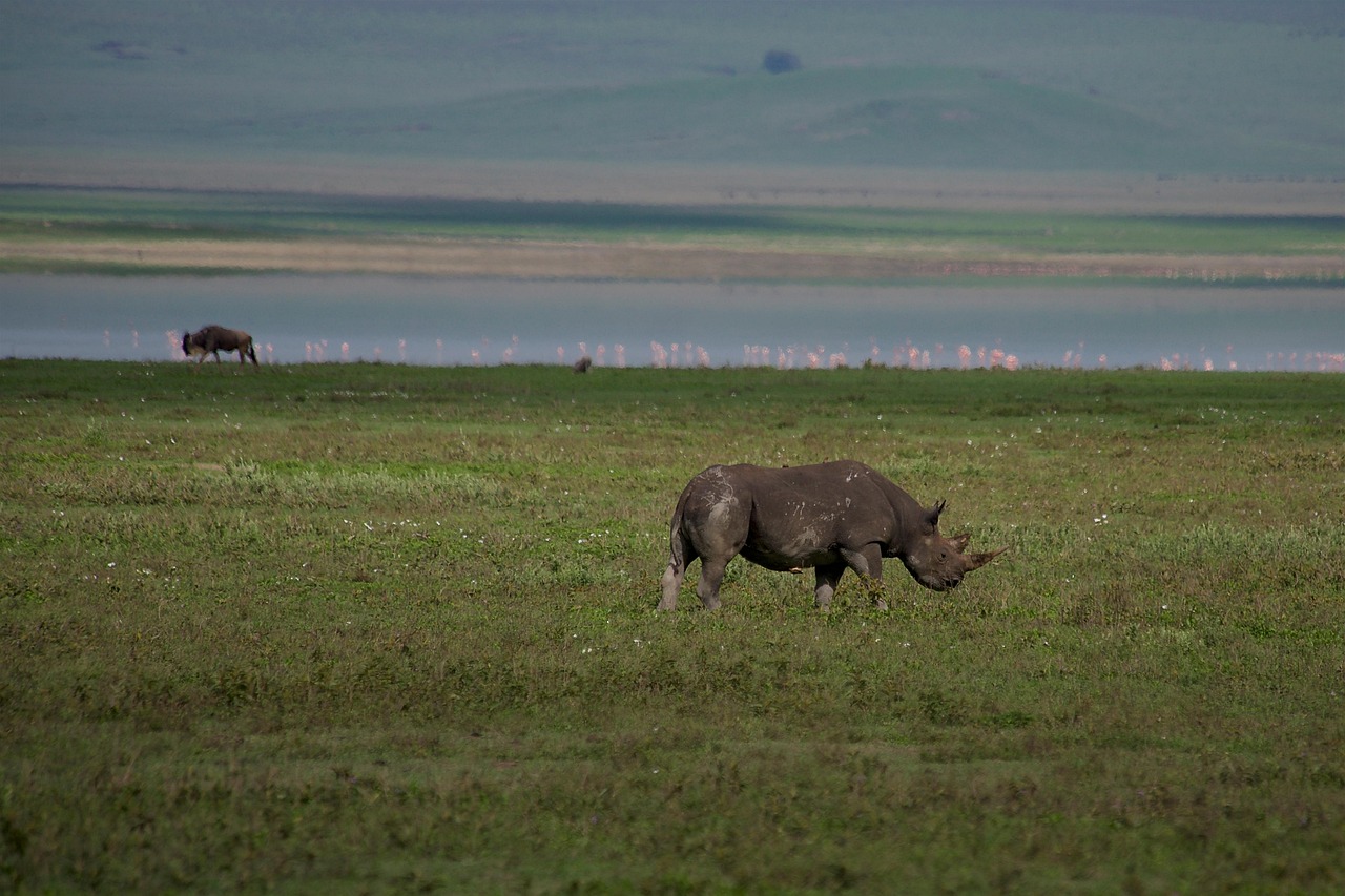 Tanzania Black Rhino Simakade