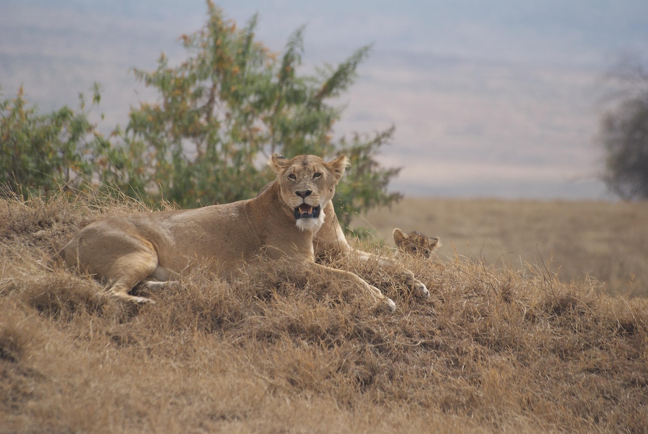 Tanzania Simakade Lion
