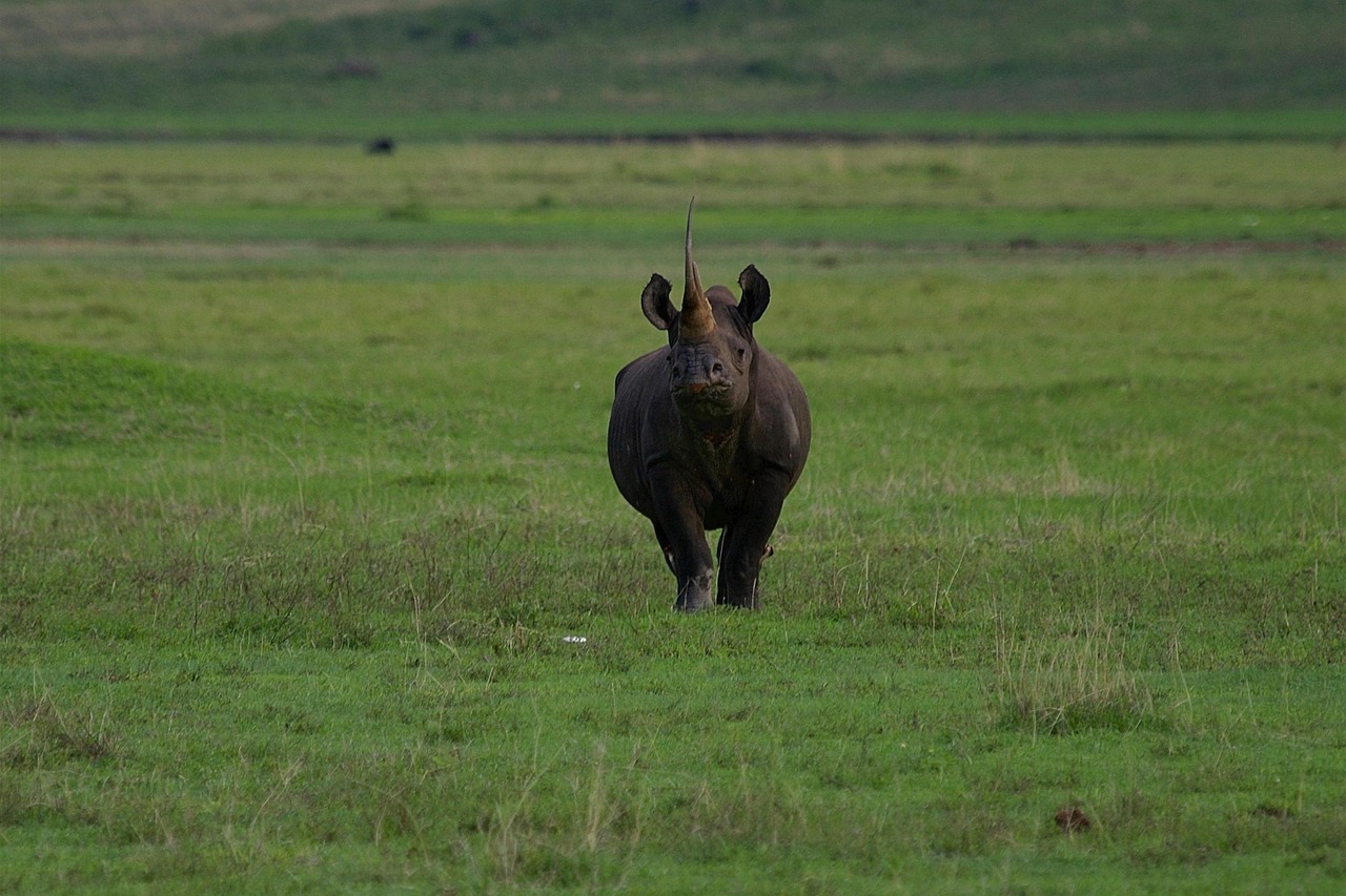 Simakade Black Rhino Ngorongoro Crater Tanzania