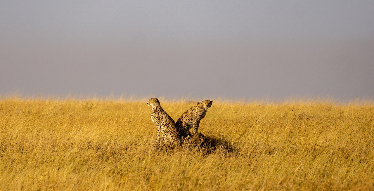 Tanzania Cheetah Simakade