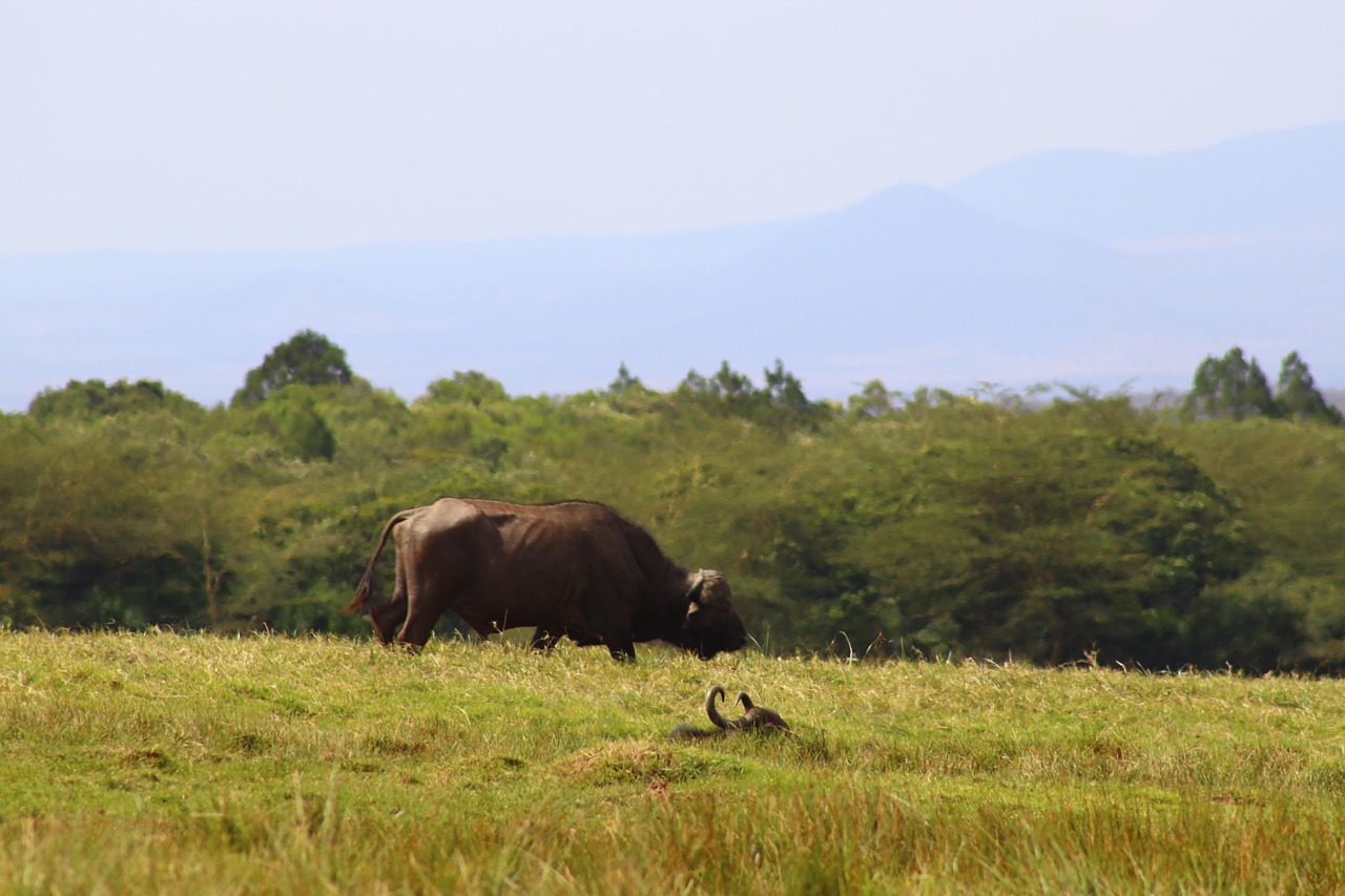 Simakade Buffalo Tanzania