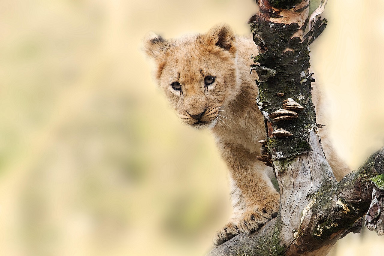 Simakade Lion Tanzania