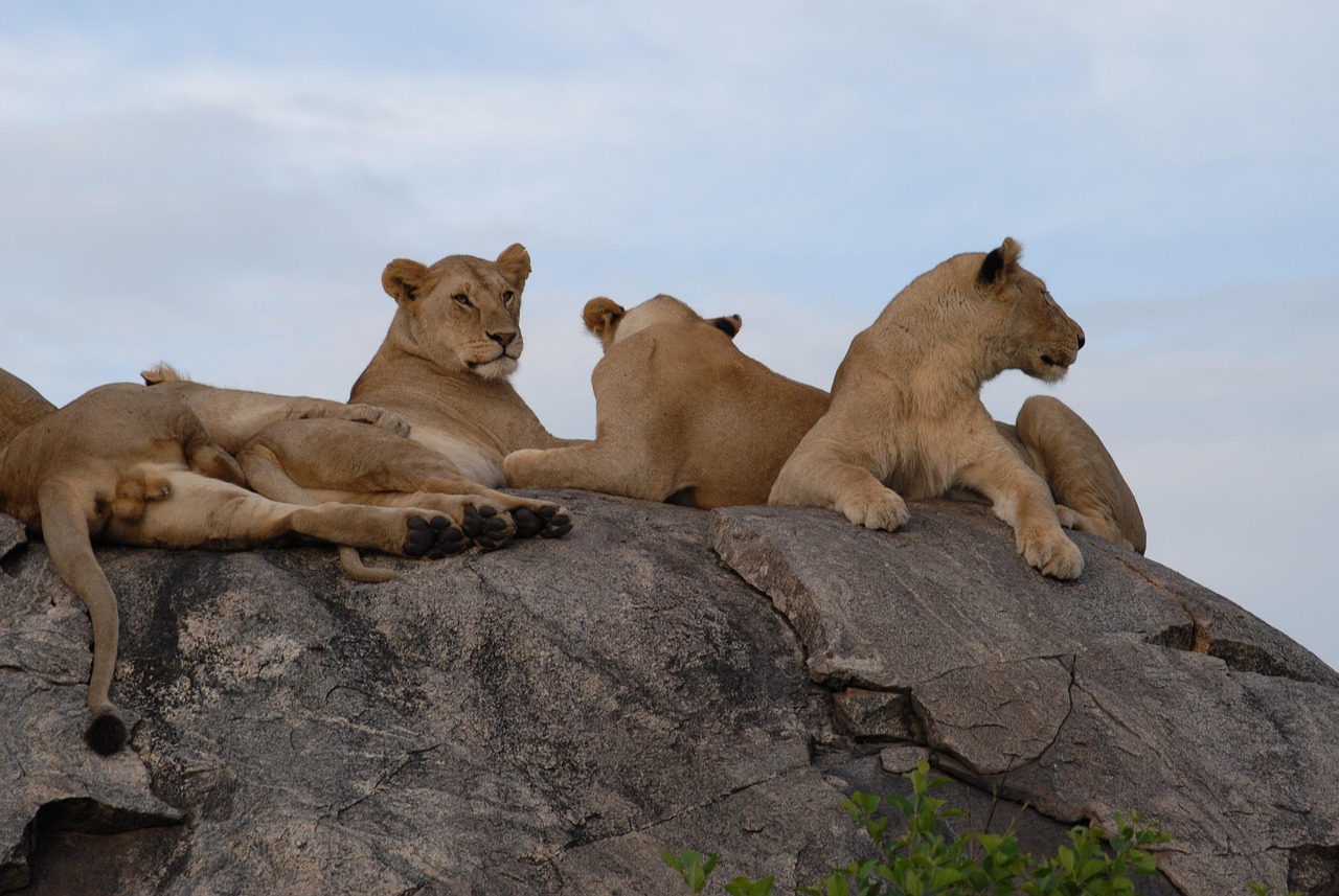 Simakade Tanzania Lion