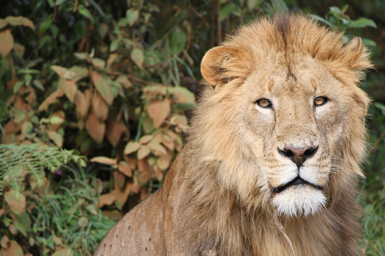 Tanzania Male Lion Simakade