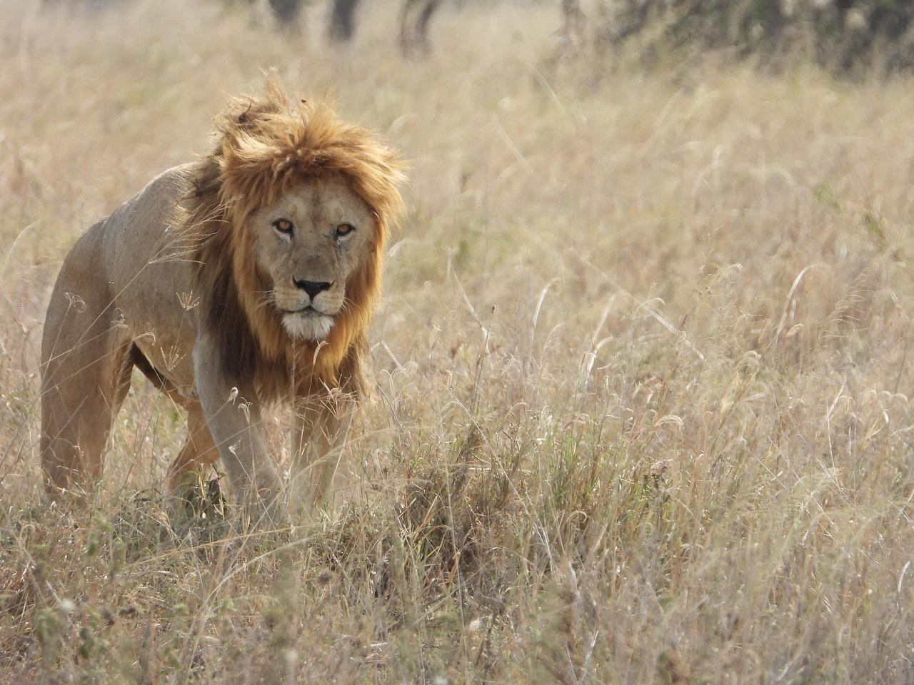 Male Lion Walking Simakade