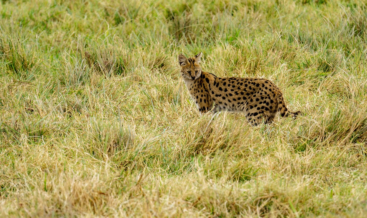 Simakade Serval Tanzania