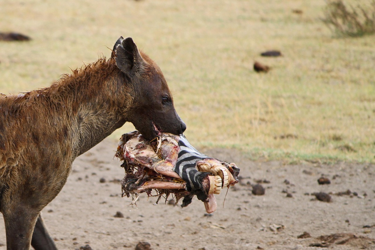 Simakade Hyena Tanzania