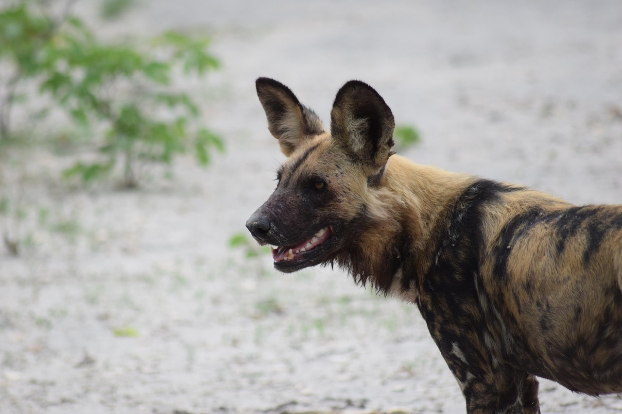 Simakade Wild Dog Tanzania
