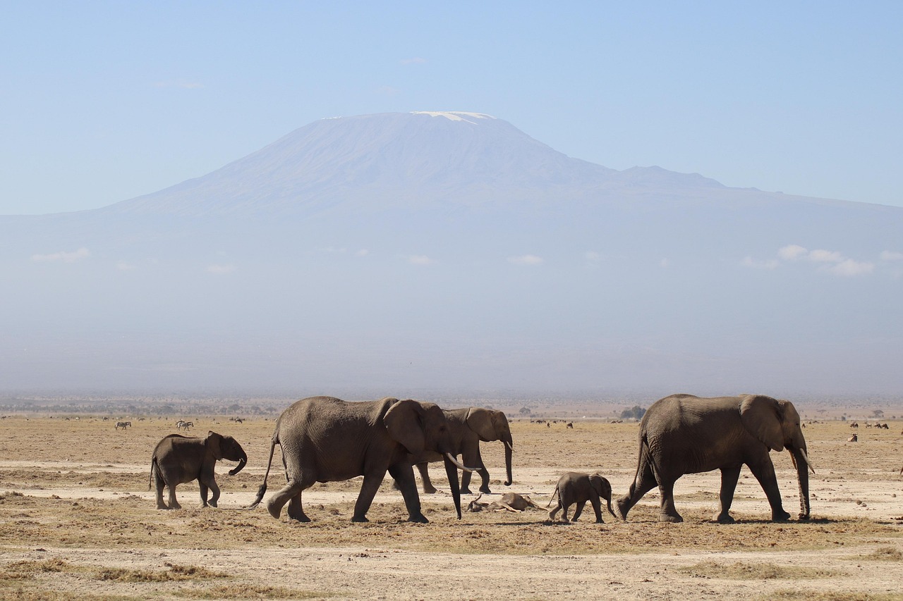 Kenya Amboseli Elephant Simakade