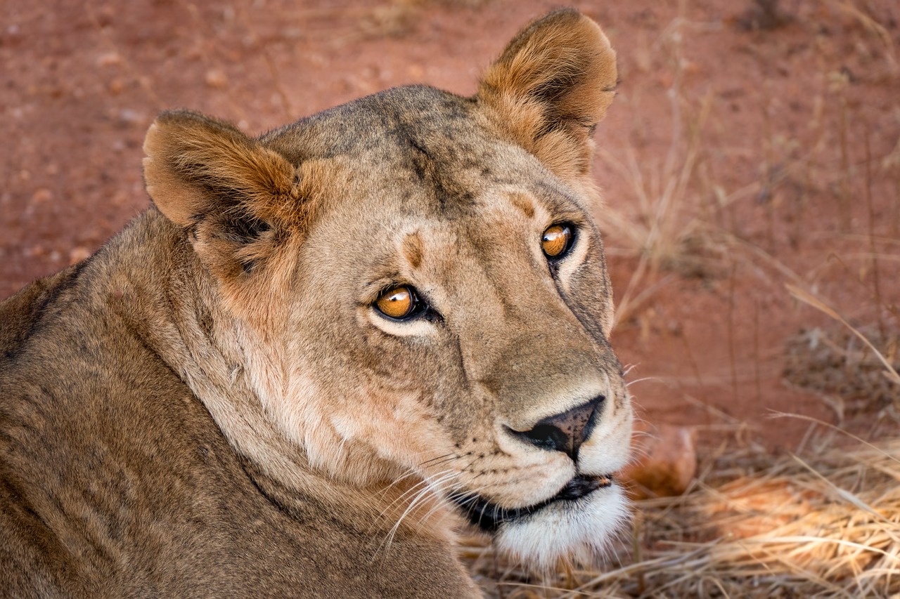 Female Lion Simakade Kenya