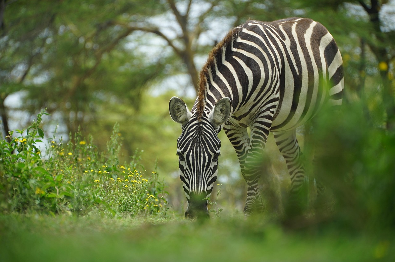 Zebra Simakade Kenya