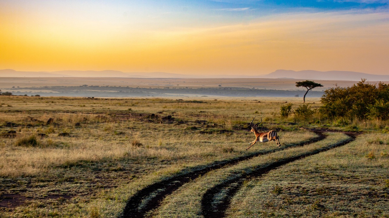 Impala Simakade Kenya