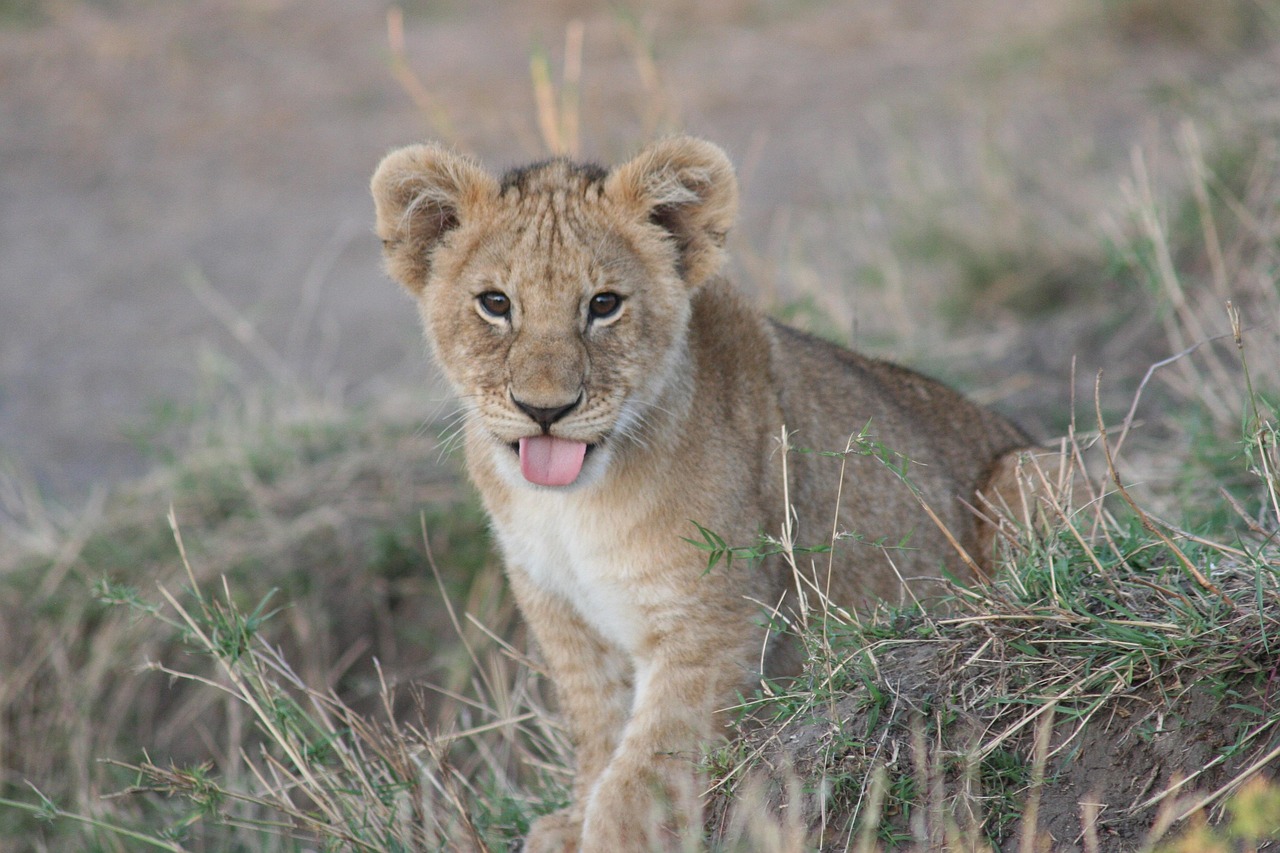 Simakade Lion Cub Kenya