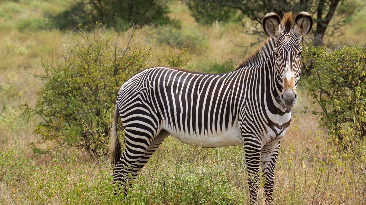 Simakade Kenya Grevy Zebra
