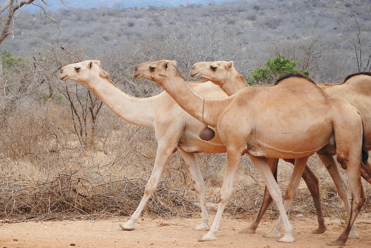 Simakade Camel Kenya