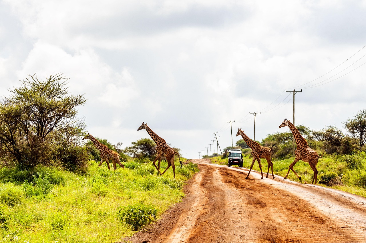 Simakade Kenya Giraffe Crossing