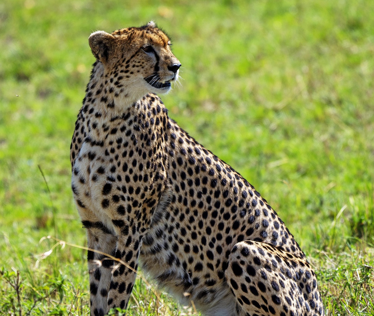 Simakade Kenya Cheetah