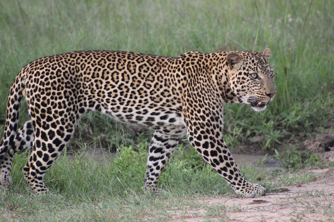 Simakade Kenya Leopard Walking