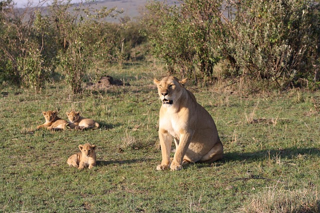 Simakade Lion Family Kenya