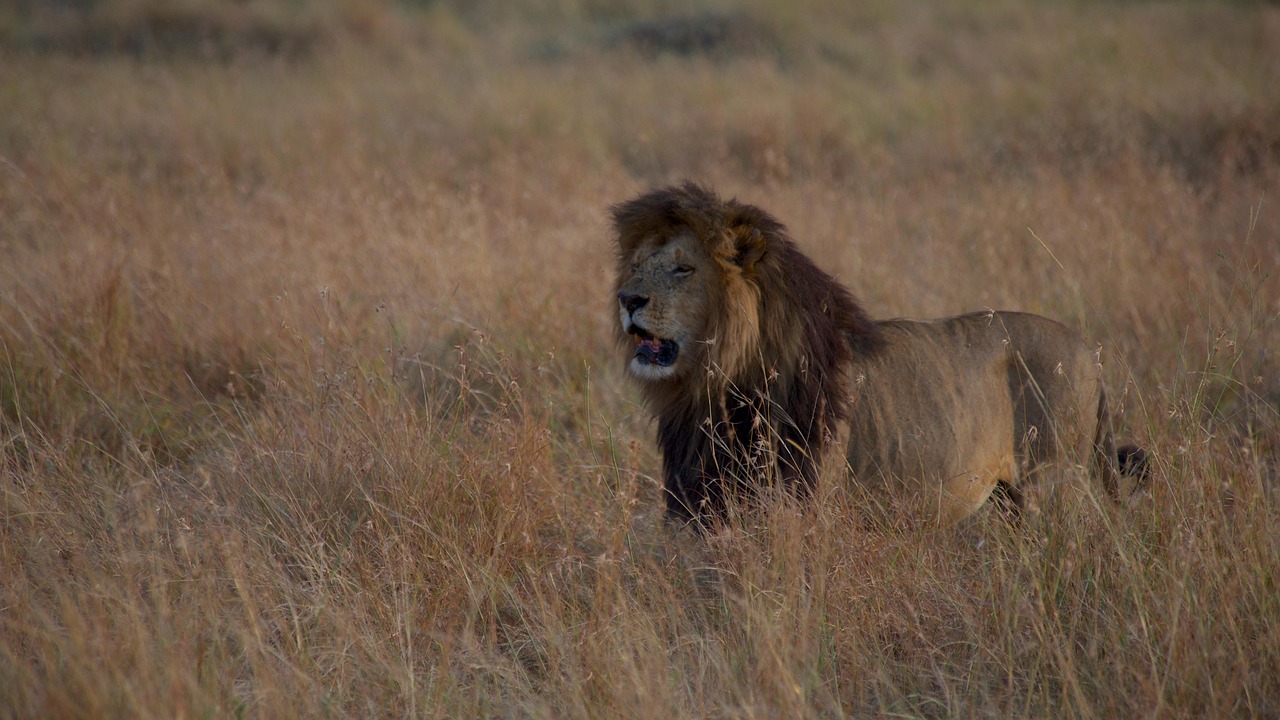 Lion Walking Simakade Kenya