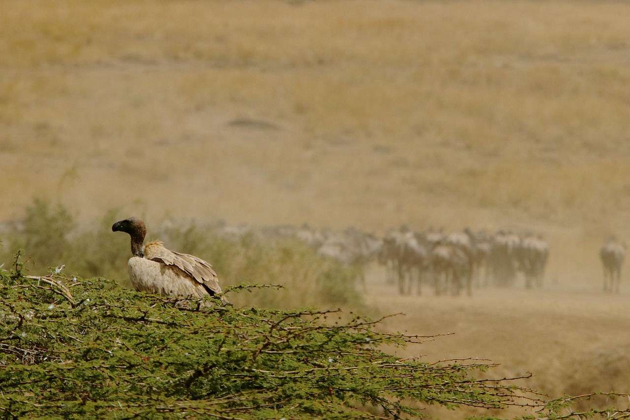 Simakade Vulture Kenya