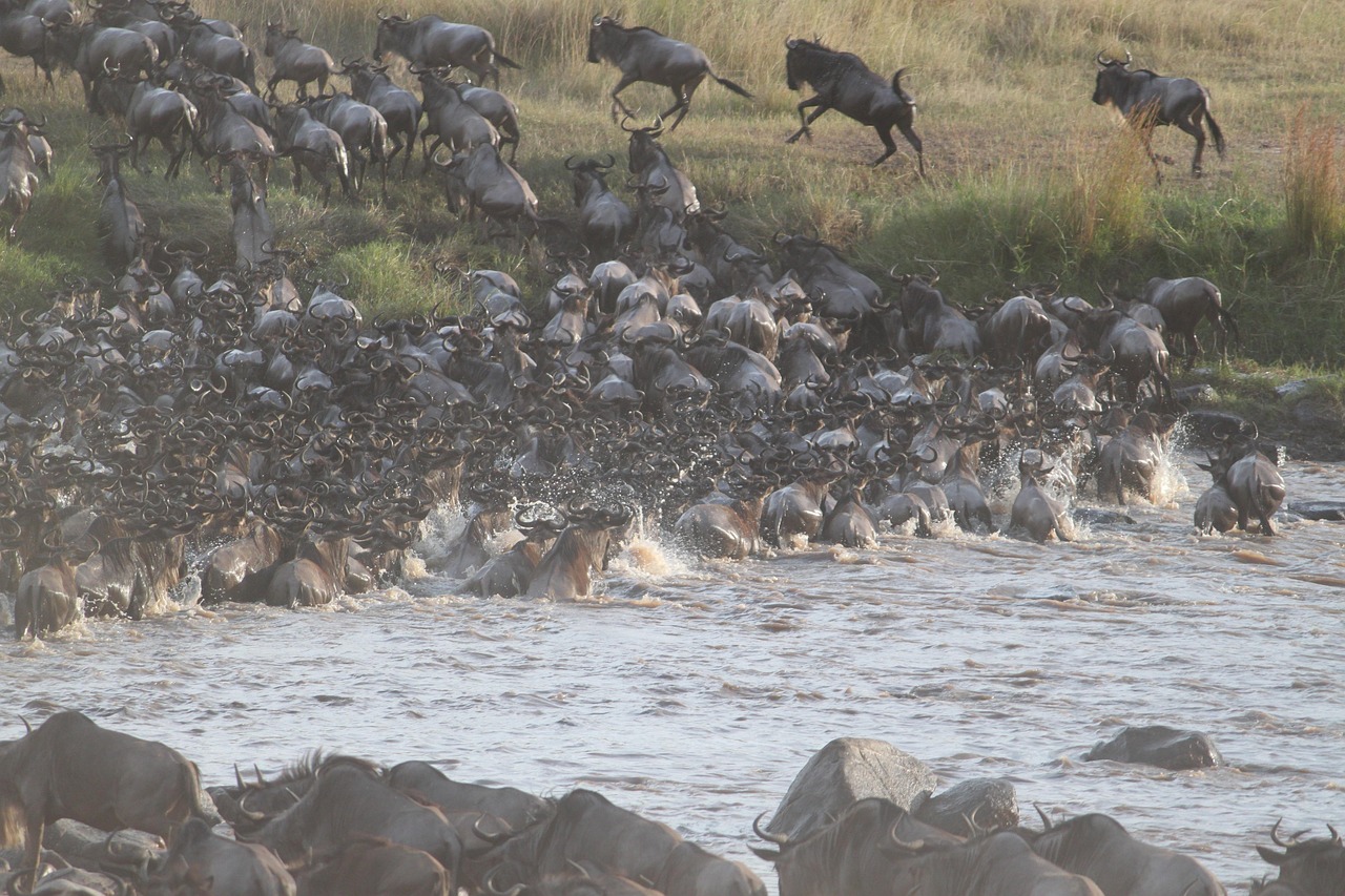 Kenya Wildebeest Migration Crossing Simakade