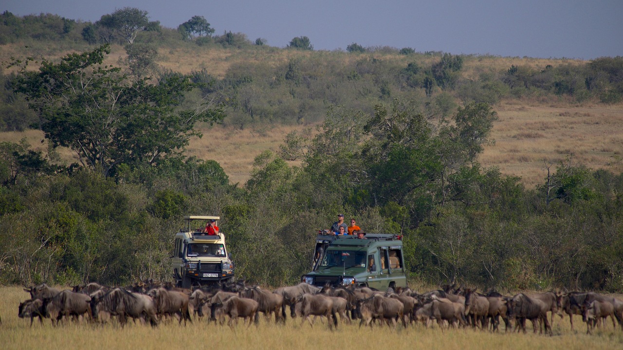Game Drive Wildebeest Simakade Kenya