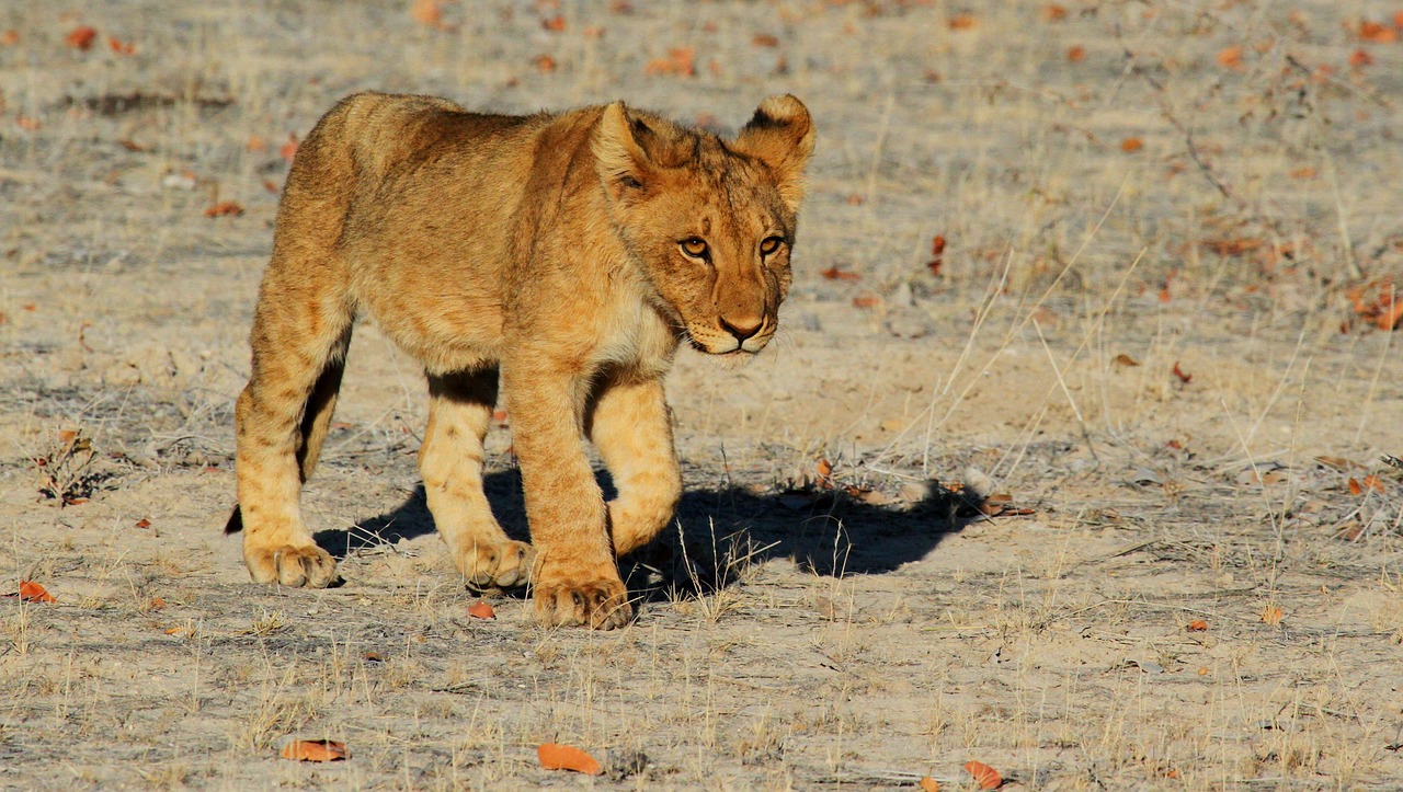 Simakade Lion Cub Namibia