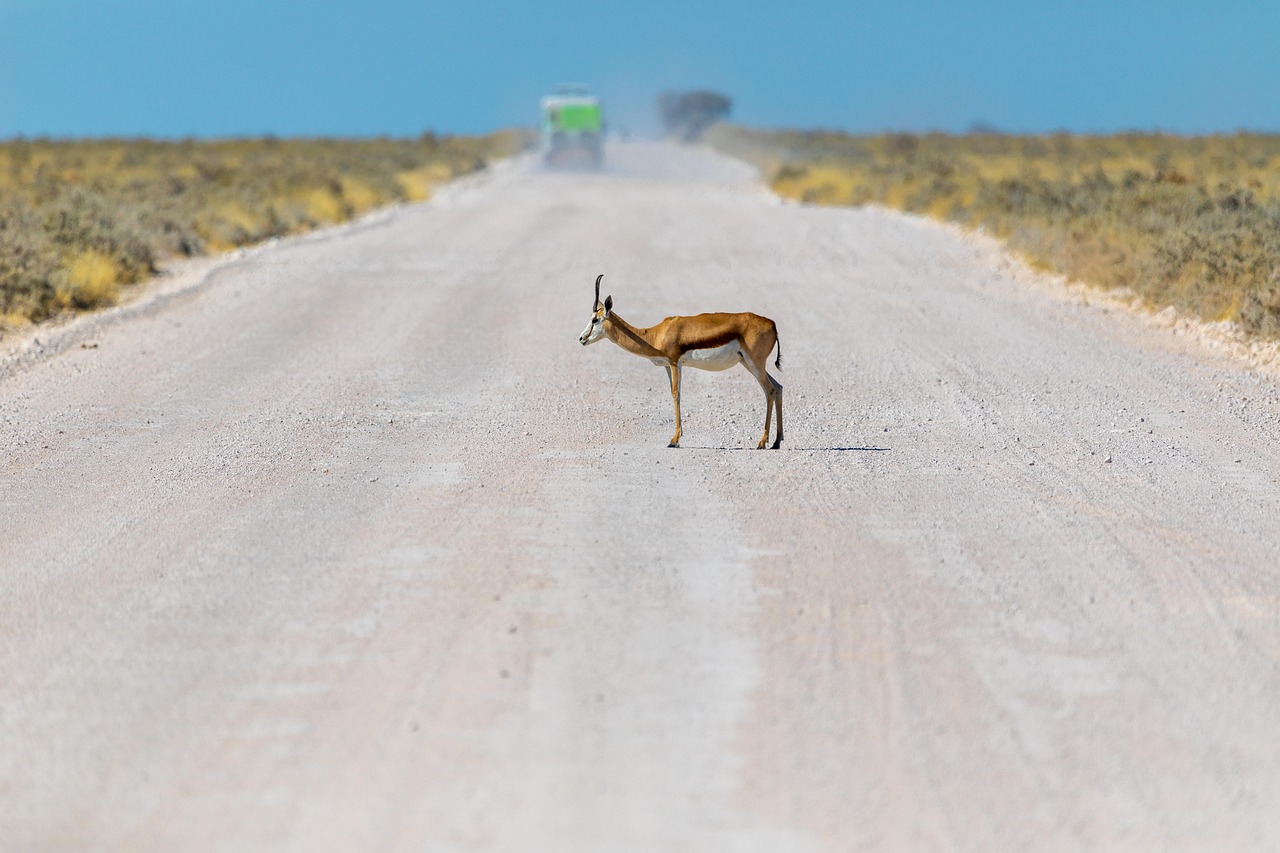 Simakade Namibia Springbok