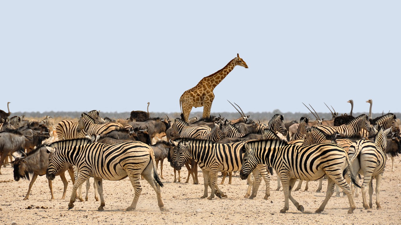 Simakade Giraffe Etosha