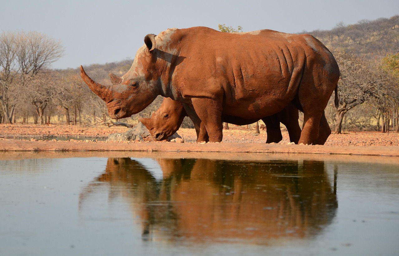 Simakade Namibia White Rhino