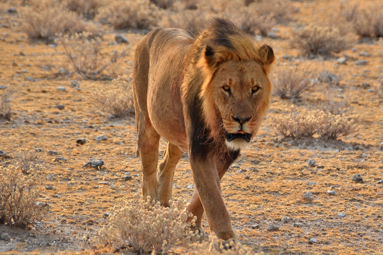 Lion Walking Simakade Namibia