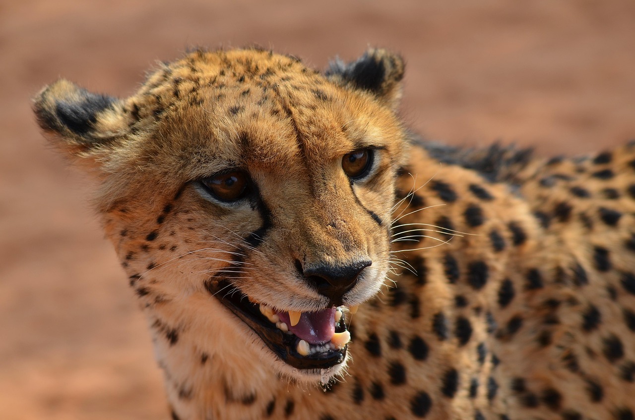 Simakade Namibia Cheetah