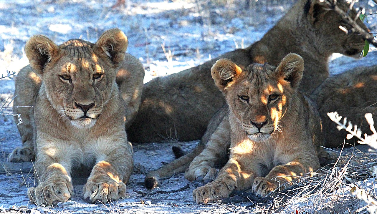 Lion family Namibia Simakade