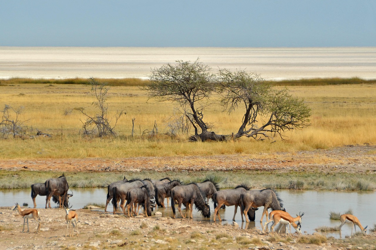Simakade Namibia Waterhole