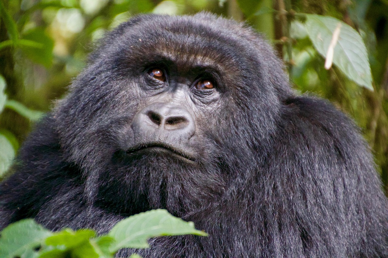 Rwanda Gorilla Simakade