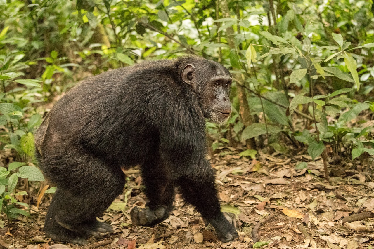 Simakade Chimp Rwanda