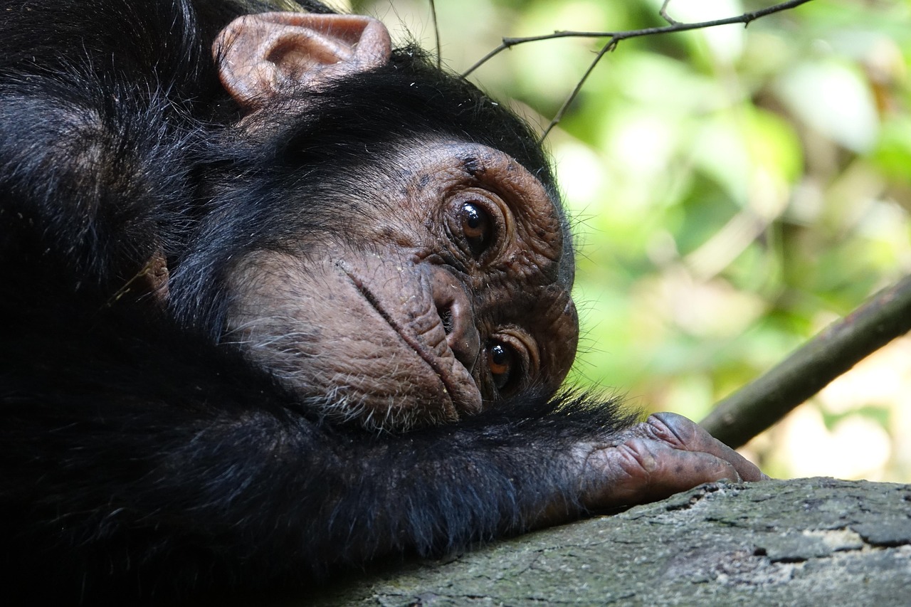 Simakade Chimp Baby